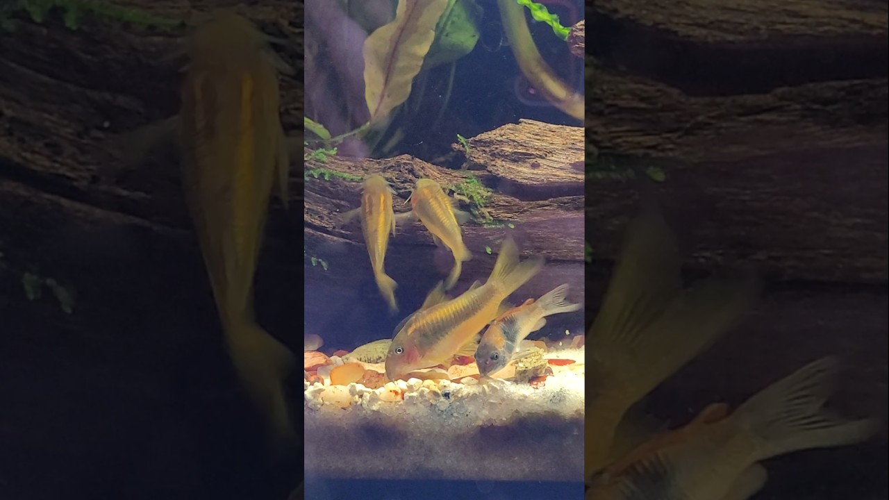 Gold Lazer and Venezuelan Corydoras #aquarium #corydoras #communitytank