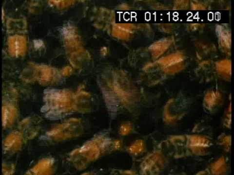 How Bees Talk: The Mystery of the Waggle Dance