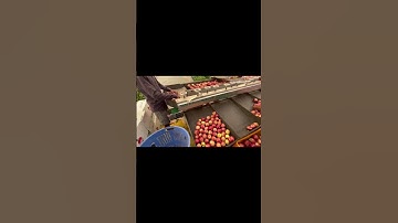 Apple grading machine- manali-18/01/24 (part-1)