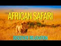 Peaceful african safari with african instrumental music relaxing music with african wildlife