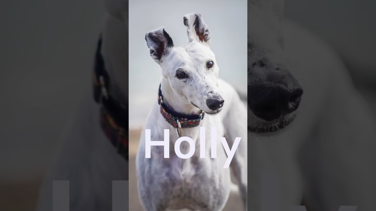 Holly the Ex-racing rescue greyhound 🥰 #greyhound #dogs #rescuedog #shorts