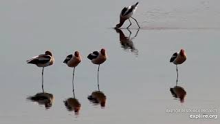 Mississippi River Flyway Cam. American Avocet - explore.org 04-25-2021