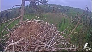 J E20210515 204410EaglesCallsFromFar