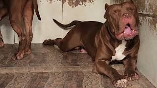 Pitbull Smokey Zilla