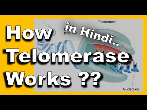 Video: Pin2 Telomeric Repeat Factor 1-berinteraksi Telomerase Inhibitor 1 (PinX1) Menghambat Batang Sel Kanker Nasofaring: Implikasi Untuk Perkembangan Kanker Dan Penargetan Terapeutik