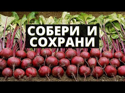 ЗАПИШИ! Правильная уборка и хранение свеклы, как собрать и сохранить урожай