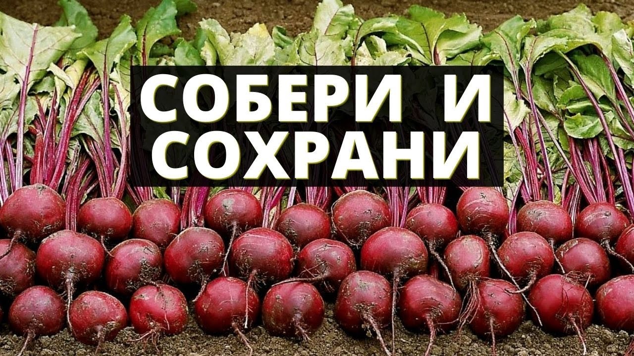 Собрать урожай свеклы. Бурт свеклы. 18. Жежель н. г. уборка и хранение свеклы 1942. 18. Жежель н. г. уборка и хранение свеклы.