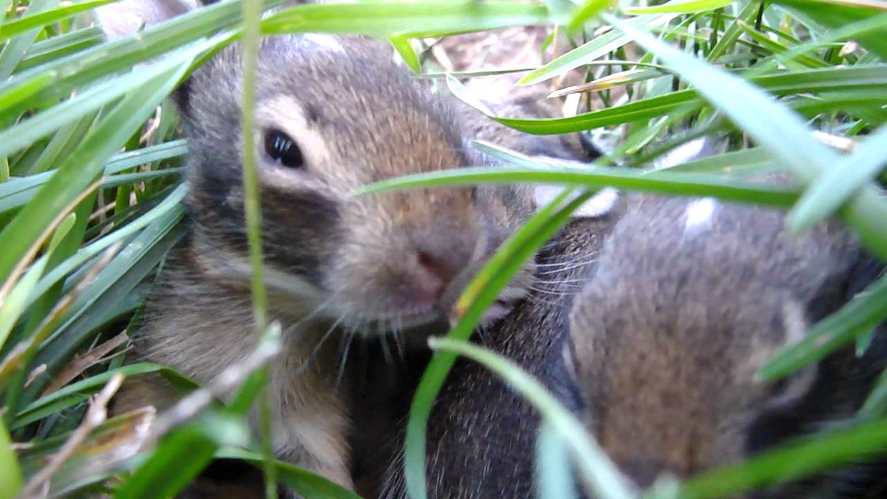 Baby Rabbits - Day 5 & Day 3