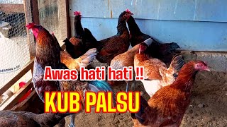 Hati Hati Memilih Indukan Kub 001 kreatiftv