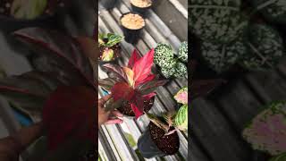 Aglonema tricolor, rinjani, red vein dan stardust orange bagus pakai media tanam cocolite