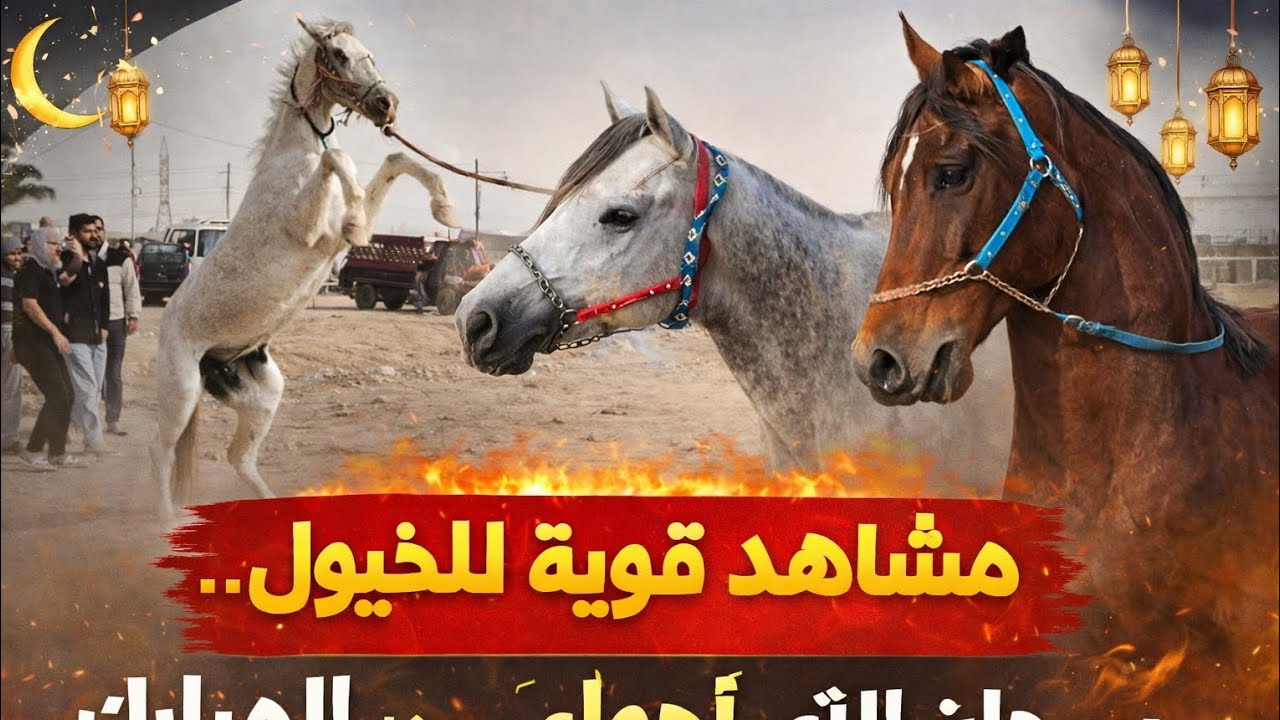 🔥أقوى مزاد للخيل العربي الأصيل اليوم! |🐎 حصان عربي بهيبة الملوك👑|فرس عربية أصيلة تشعل ساحة المزاد🐎🔥