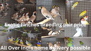 Exotic Veraity  all Finches  breeding  pair  nd Price || Kolkata Exotic  Finches  Price..