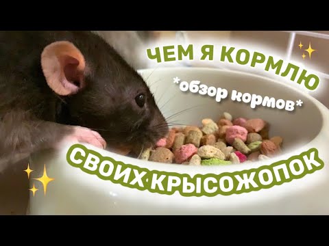 ОБЗОР КОРМОВ И ВКУСНЯШЕК ДЛЯ КРЫС КАКОЙ КОРМ ДЛЯ КРЫС ВЫБРАТЬ