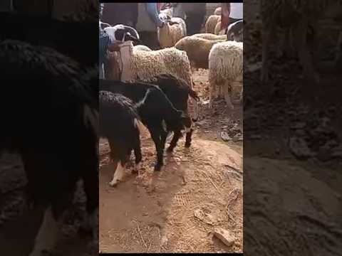 السوق الاسبوعي لمدينة سيدي سليمان