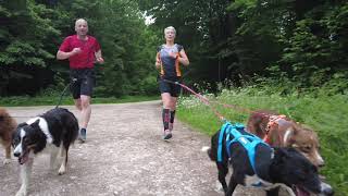 Canincross Morning Run by cocoshunter99 101 views 2 years ago 2 minutes, 42 seconds