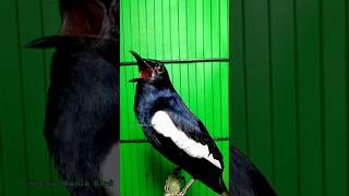 Download Lagu burung Kacer diam saja auto pancing ini jadikan mental fighter rajin berkicau.#shorts MP3 Download Lagu burung Kacer diam saja auto pancing ini jadikan mental fighter rajin berkicau.#shorts MP3
