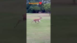 Cute Black Buck Running Sahar