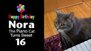 Nora The Piano Cat  Turns 16 Years Old