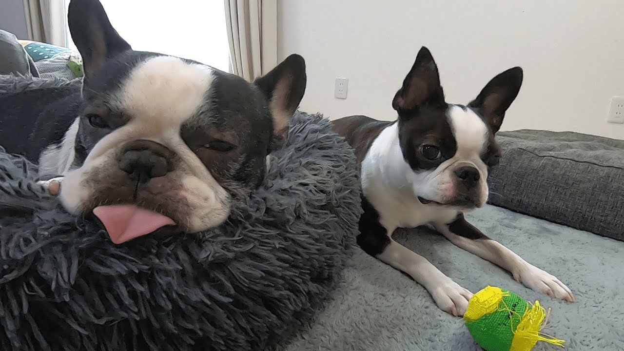 楽しいボストン・テリアライフ Boston Terrier Life｜ボステリ・ライフ – 革のある暮らし®