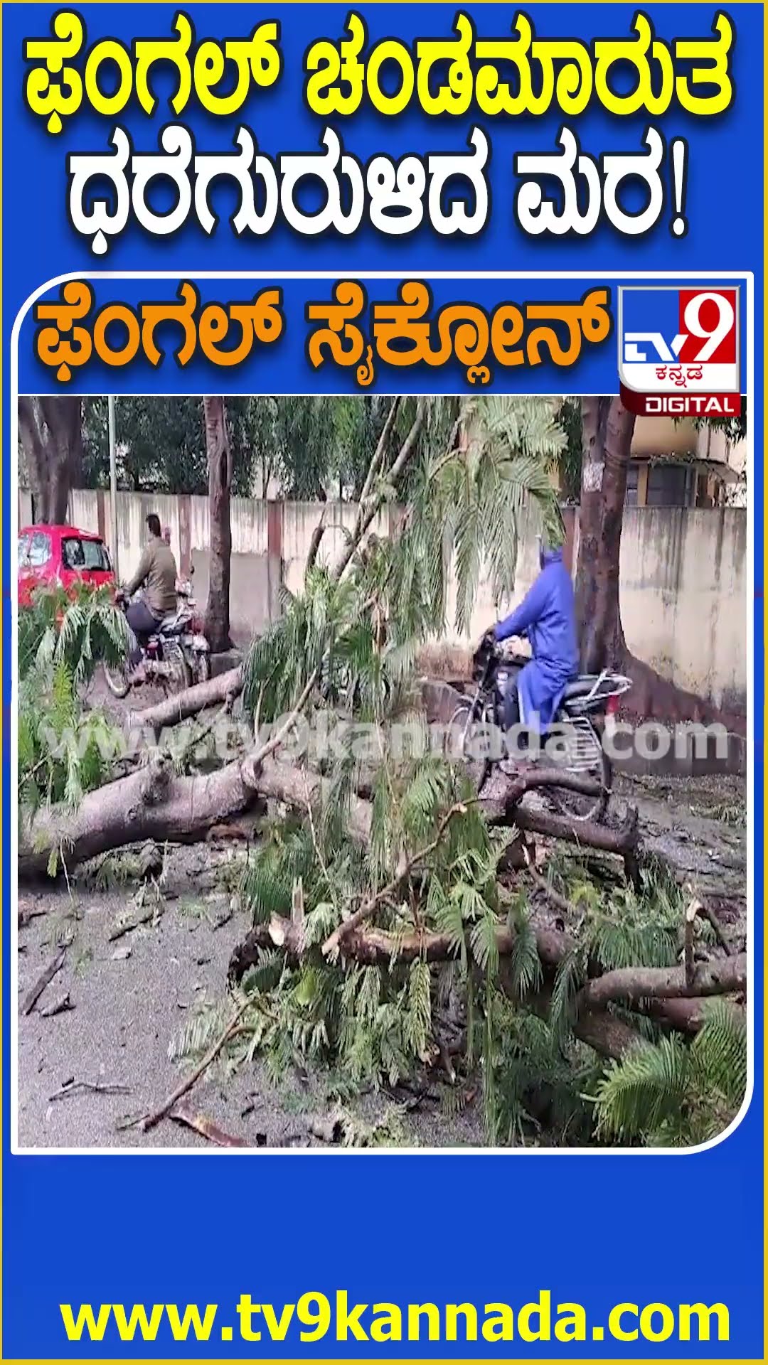 ಫೆಂಗಲ್ ಚಂಡಮಾರುತ ಧರೆಗುರುಳಿದ ಮರ! #Tree #Tv9D