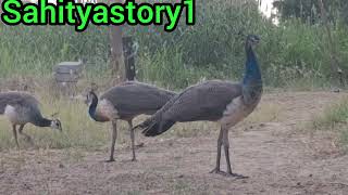 Peahen bird the Indian peacock/most clear sound/@SahityaStory1/peacock video peahen