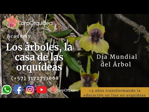 Video: Anacacho Orchid Tree - Cómo hacer crecer un árbol de orquídeas