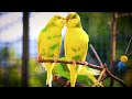 How to Cheer My Budgie Up 🦜❤️😊