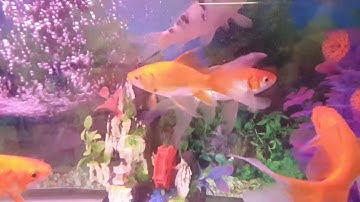 Vải địa kỹ thuật làm túi lọc nước bể cá, không cần men gương