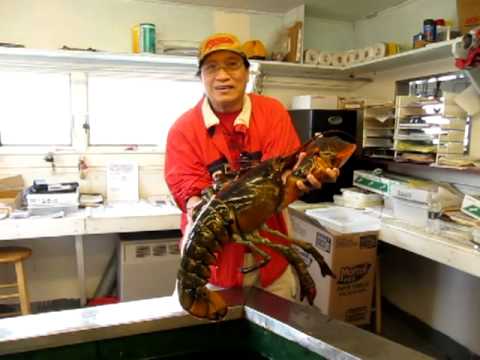 Where was the largest lobster ever caught?