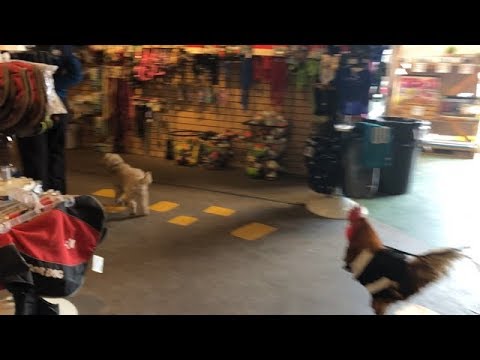scranton-dog-trainers:-off-leash-k9-training-|||-2-year-old-cockapoo,-maggie
