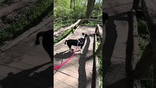 Negative reinforcement behavior modification training often includes choke chain  or shock collars by Krista Magnifico, DVM 87 views 3 days ago 1 minute, 51 seconds