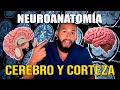 NEUROANATOMÍA - Hemisferios Cerebrales y Corteza Pt. I (Surcos, Giros, Áreas de Brodmann, Lóbulos)