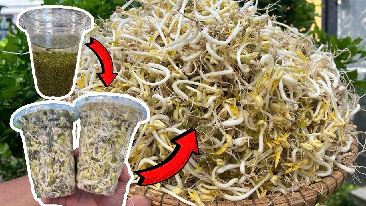 Just with discarded plastic cups. After one night, bean sprouts grew ...