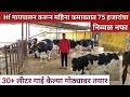Hf गायपालन करून महीना 75 हजारांचा नफा | सर्व गाई केल्या गोठ्यावर तयार | Dairy farming in maharashtra