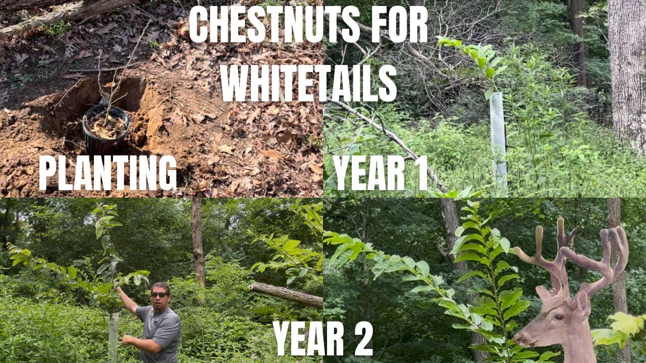 CHESTNUT TREES FOR DEER HUNTING...DID MY TREES MAKE IT THROUGH THE ...