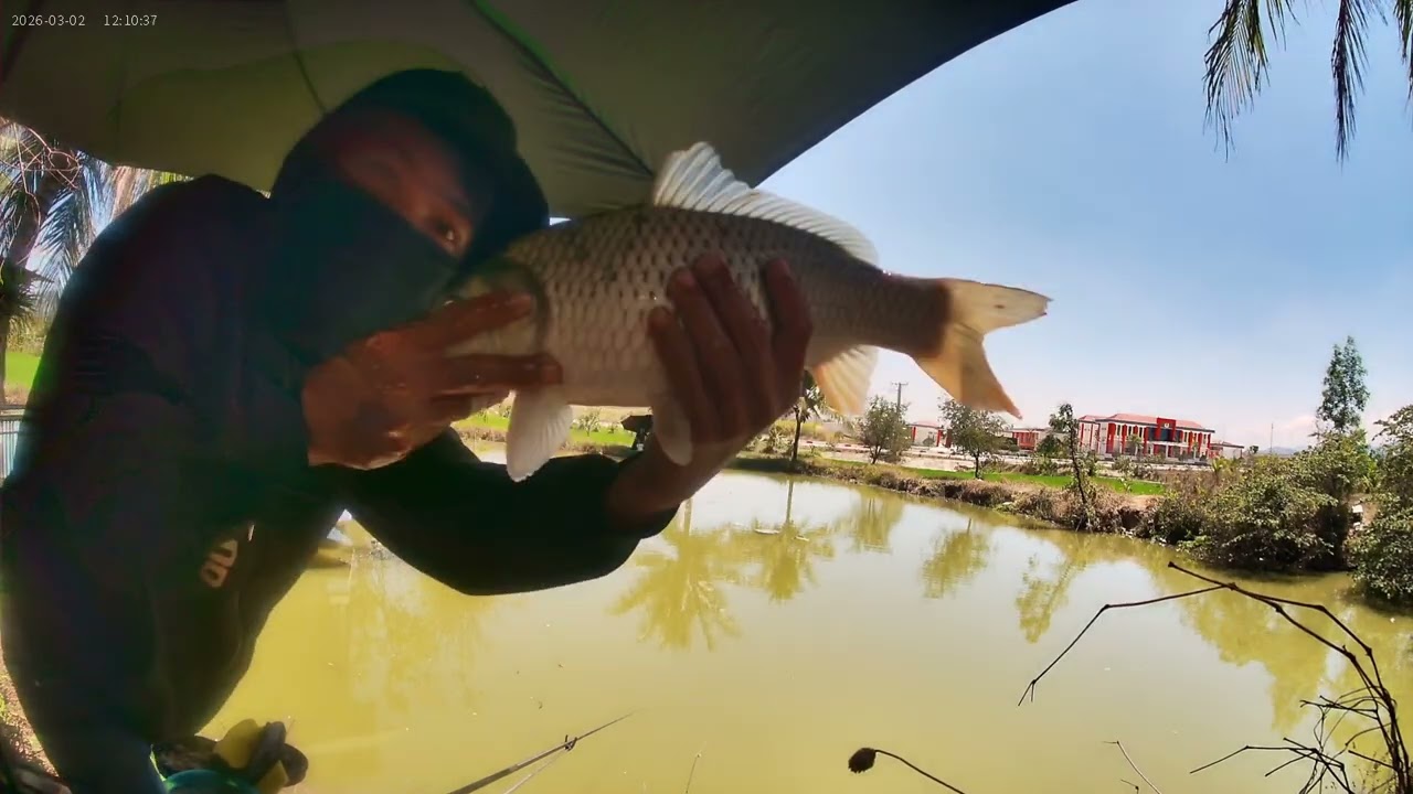 Câu cá.....đống liên tục anh em ạ hihihi