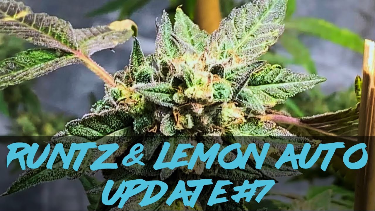 Matty Grows | The Indoor Grow | Runtz & Lemon Auto | #7 | 