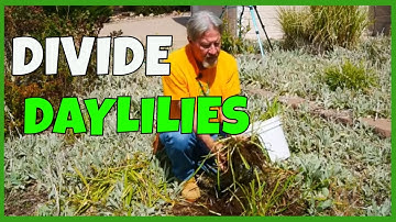 How to Divide Daylilies
