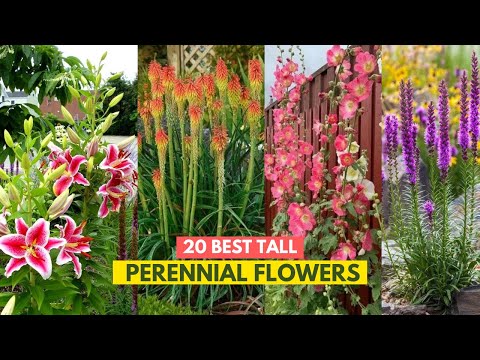 20 Best Tall