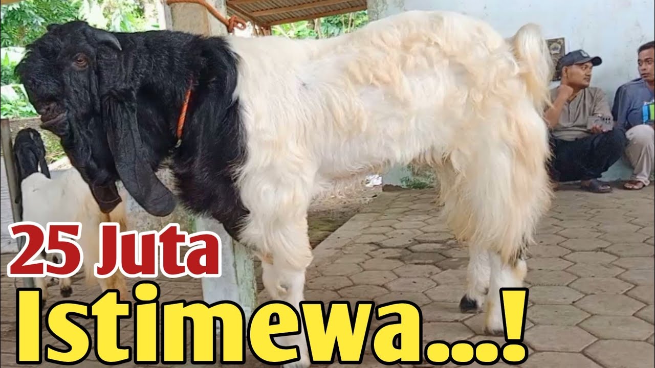 JANTAN JUMBO COCOK UNTUK MASKOT KANDANG#Kambingpe#pasarkaligesing