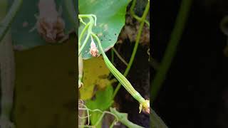 Ridge Gourd/బీర కాయ life cycle