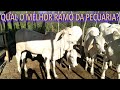 QUAL O RAMO MAIS LUCRATIVO DA PECUÁRIA??