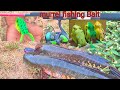 Murrel fish bite|Unbelievable fishing videos|Murrel Marne ka Tarika