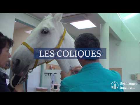 Vidéo: Coliques Chez Les Chevaux : Signes, Causes Et Traitement