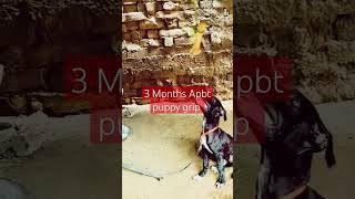 3 Months Apbt Puppy Grip