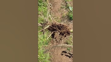 Biochar Tomato Yield 5x Plant #biochar