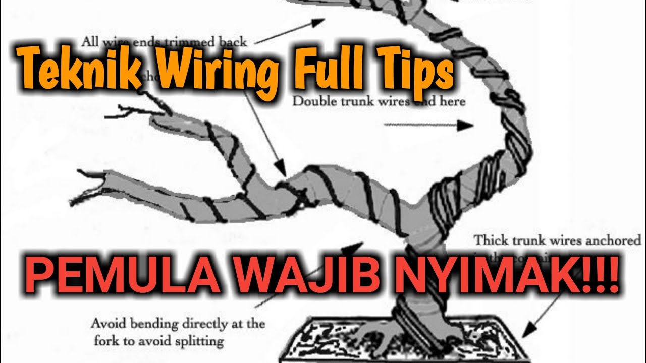 wiring cabang muda tanpa patah