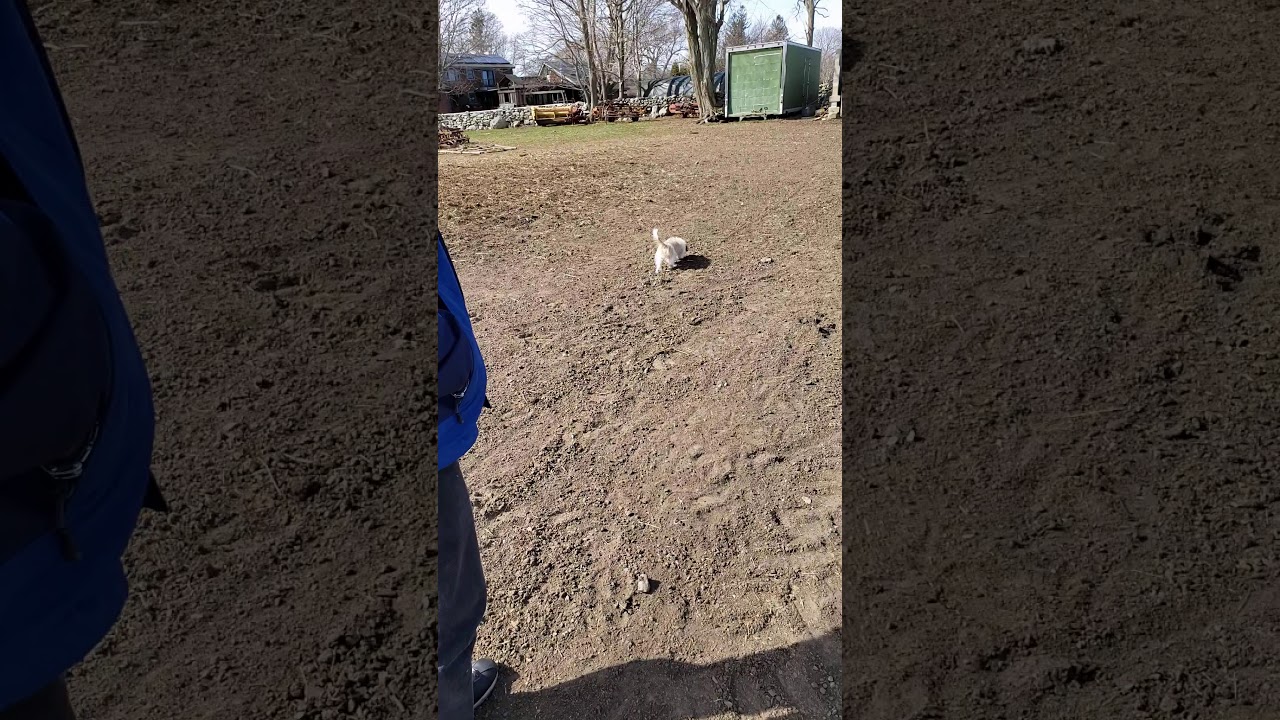 Rueben getting chased by a cow 🤣. ......March 16, 2020