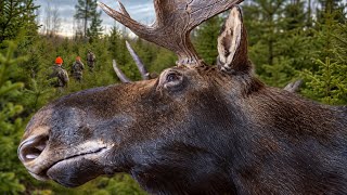 You'll Never Fool a Bull Moose Until You Understand This