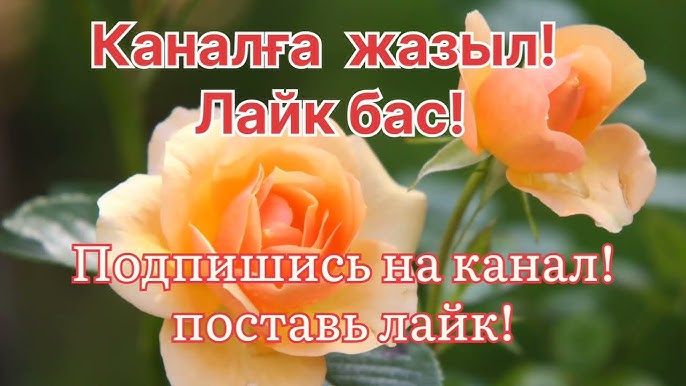 Сексуалды позалардың әдемі қарындаш суреттері